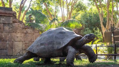 Una tortuga gigante de las Galápagos, extinta en su hábitat, llega al zoo de Fuengirola(Málaga)