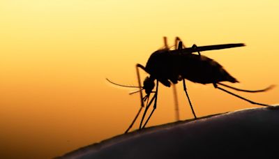 Houston mosquito sample tests positive for West Nile virus | Houston Public Media