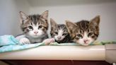 ARL of Boston seeing record numbers of 'community cat' kittens