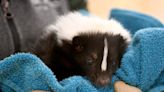 Watch out, it's skunk season! They look harmless but best keep your distance