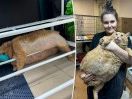 38-pound rescue cat Crumbs gets stuck in shoe rack while trying to escape from fat camp: ‘He caused a ruckus’