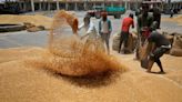 India's wheat, rapeseed ravaged by rain just before harvesting