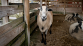 Felix, Columbus Zoo’s cherished blackbelly sheep, euthanized at 14