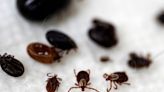 Keep you, your family and pets safe: How to remove a tick using tweezers