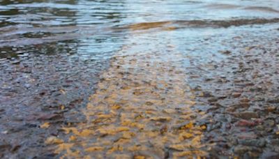 Manatee County announces strategic release of water from Lake Manatee