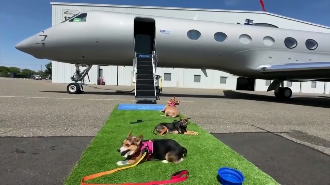 BARK launches first airline tailored for dogs - WSVN 7News | Miami News, Weather, Sports | Fort Lauderdale