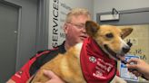 New roster of St. John Ambulance therapy dogs undergo evaluations in Brandon