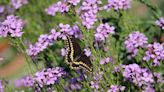 Now's the Time to Plant These Colorful Biennial Flowers