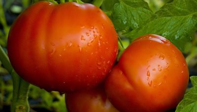 Tomato plants need 1 kitchen scrap item to grow the best fruit that's flavourful