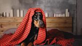 Doberman Who Sleeps in Blankets Hilariously Struggles to Get Out of Them in the Morning