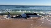 A Beached Whale in Spain Washed Up With a $500,000 Chunk of a Pricey Material in Its Guts