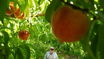 Letters: Farm workers’ labor benefits us — it’s time we stand up for them