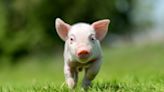 Rescued Piglet With a Case of the Zoomies Is Making Everybody Smile