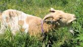 Are goats the G.O.A.T. for mowing invasive weeds? | CBC News