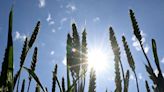 Now the EU’s Largest Wheat Crop Is at Risk From Record Heat