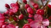 Crabapple trees can add color to your home landscape this spring