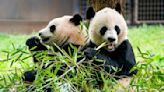 Two giant pandas will arrive at D.C.'s National Zoo this year, officials say