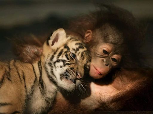 International Tiger Day 2024: Most adorable photos of tiger cubs you will ever see