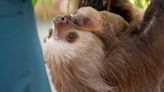 Baby sloth at Palm Beach Zoo finally has a name