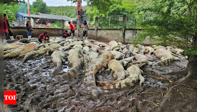 Thai farmer electrocuted over 100 endangered crocodiles on his farm; here's why - Times of India