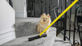 Pet parents say they 'would marry' this hair-busting broom — and it's only $13 at Amazon