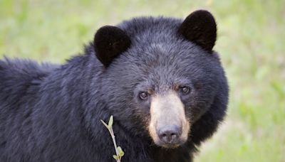 Black bear killed California woman in her home