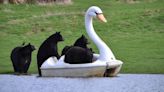 Bedfordshire: Black bears at Woburn Safari Park ride on swan pedalos