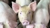 From wild boars to bacon: Learn about history of pigs at Bishop Hill lecture