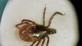Department of Health launches online tool for tracking tick-borne diseases
