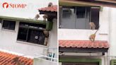 Bukit Timah condo 'under attack' by monkeys that enter homes and leave trail of destruction