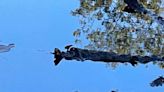 Un caimán en Florida requiere rescate urgente debido a lo que tiene alrededor de la boca