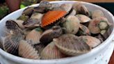 NANCE: Researchers provide some insight into the ol' bay scallop