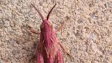 Rare pink grasshopper discovered under trampoline in back garden