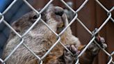 Governor Justice announces clearance from WV State Wildlife Center to celebrate Groundhog Day