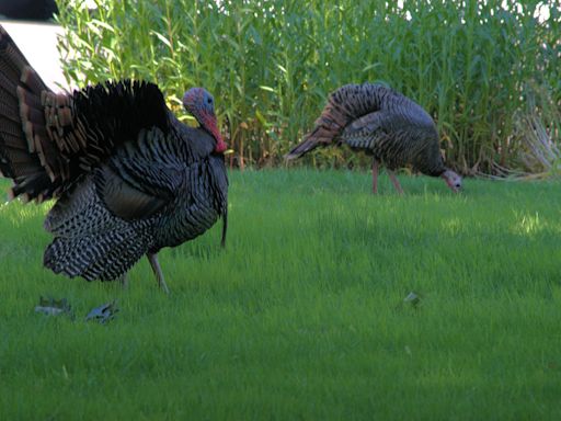 Wild turkeys are moving into Salem neighborhoods. Why is that?