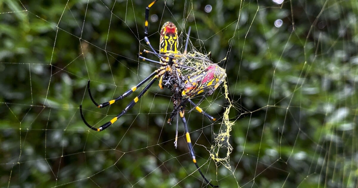 Joro spiders are big and colorful, but they shouldn't be nightmare fodder