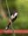 Red-whiskered bulbul