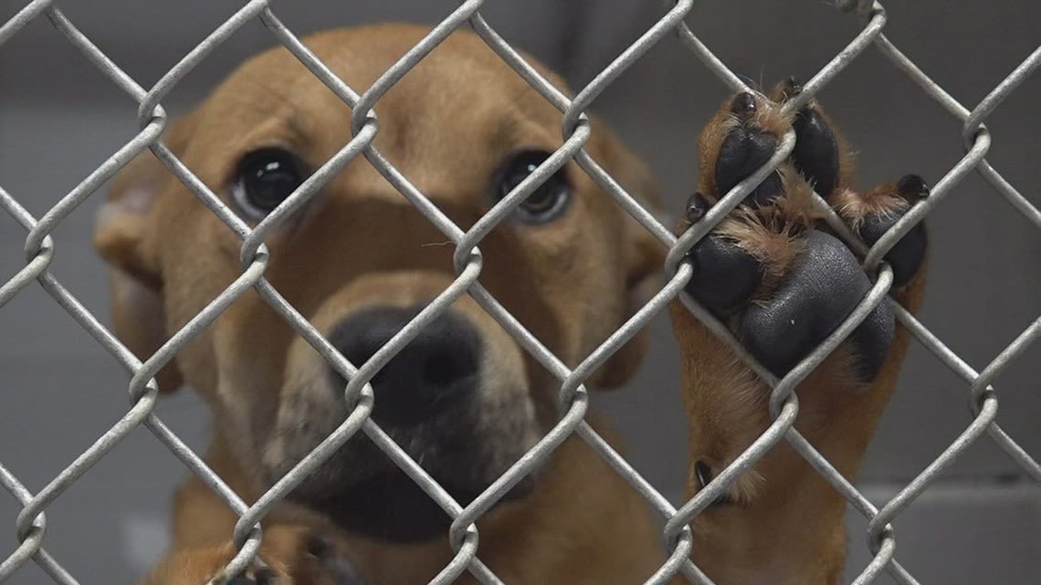 'Dog Days of Summer' lets pet lovers take a Beaumont shelter pup out for the day