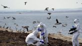 Rare wild birds among many species hit by ‘unprecedented’ avian flu outbreak