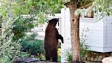 Man Films Hair-Raising Encounter With Home-Invading Brown Bear