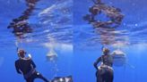 Scuba diver shows how to escape a shark attack with a live shark demonstration