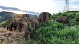 Imax Documentary ‘The Elephant Odyssey’ Shooting in China, Sets 2024 Theatrical Release