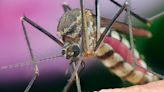 Tiny wings of terror: How mosquitoes have influenced human history