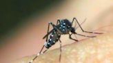 Idosos são maioria entre mortos por dengue em Piracicaba e infectologista pede revisão de cobertura vacinal