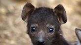 Sydney Zoo Shares Sweet Update on Their 3-Month-Old Baby Hyena