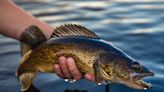 Invasive Walleyes are Spreading into Idaho, Threatening Native Salmon and Steelhead