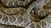 Hombre de Pennsylvania muere días después que su serpiente mascota de 18 pies se le enroscó en el cuello