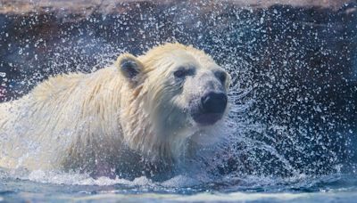 'Hard to hear': Calgary Zoo visitors distraught by death of polar bear Baffin originally from Assiniboine Park Zoo