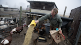 Egg prices for the birds? Portage County farmers explain why the cost for eggs is rising