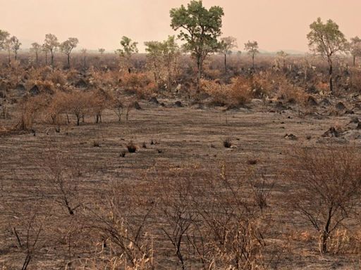 El Pantanal de Brasil, el humedal más grande del mundo, rompe récord de incendios en lo que va de 2024